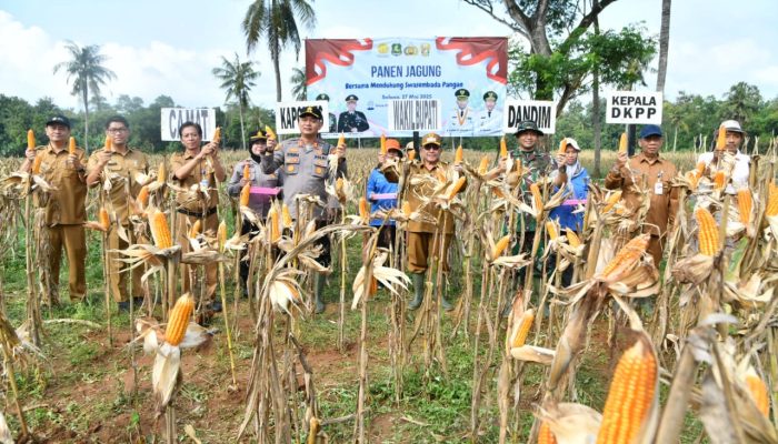 Dukung Swasembada Pangan, DKPP Sumenep Lakukan Panen Raya Jagung di Lenteng