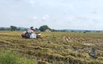 DKPP Sumenep Lakukan Penguatan Kapasitas Petani dengan Dukungan Teknis Berkelanjutan Demi Hadapi Iklim