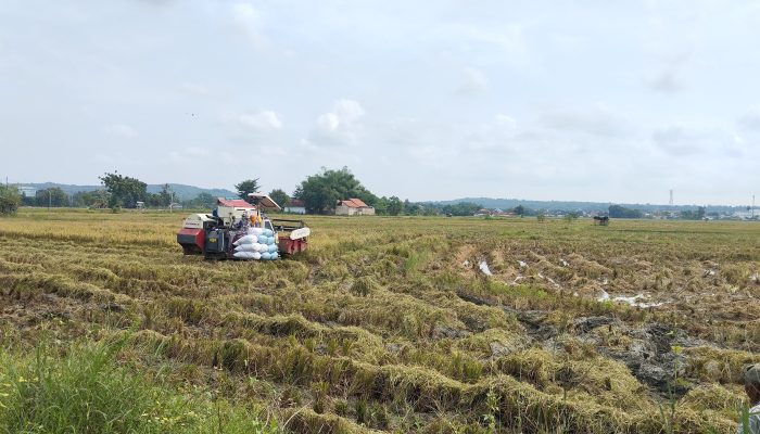 DKPP Sumenep Lakukan Penguatan Kapasitas Petani dengan Dukungan Teknis Berkelanjutan Demi Hadapi Iklim
