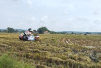 SAWAH: Petani di Sumenep menggunakan combine harvester saat panen padi (SandiGT - Seputar Jatim)