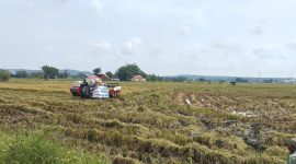SAWAH: Petani di Sumenep menggunakan combine harvester saat panen padi (SandiGT - Seputar Jatim)