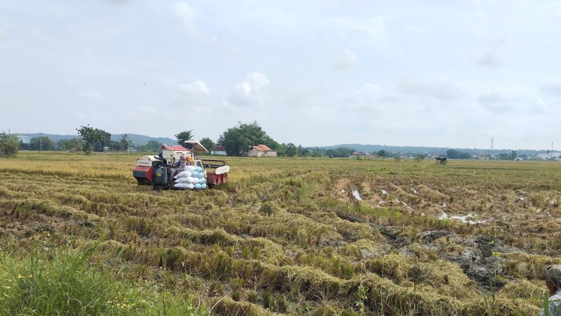 SAWAH: Petani di Sumenep menggunakan combine harvester saat panen padi (SandiGT - Seputar Jatim)