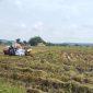 SAWAH: Petani di Sumenep menggunakan combine harvester saat panen padi (SandiGT - Seputar Jatim)