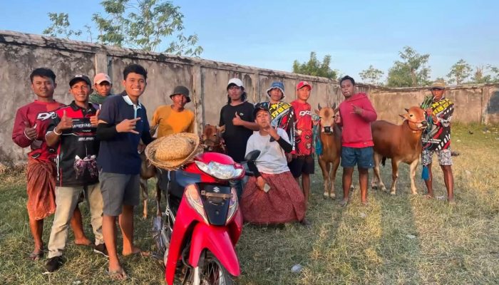 Perdana Turun Arena Kerapan Sapi se Madura, Tim Takbir Sakti Raih Juara III Golongan Menang