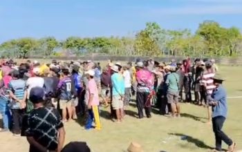 Panitia Kerapan Sapi di Sapudi Sumenep Dinilai Tak Becus hingga Picu Keributan