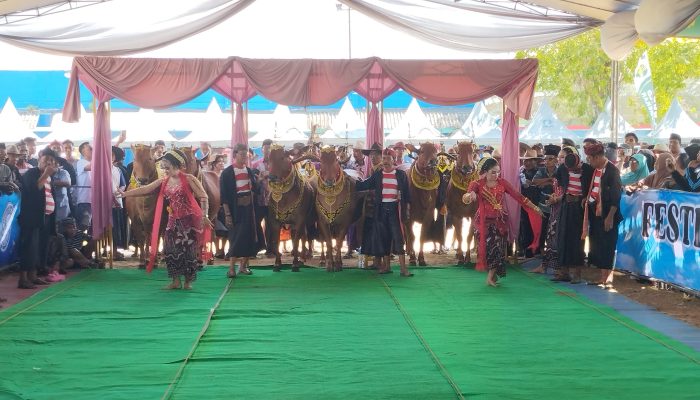 Festival Sapi Sonok 2025 Sukses Digelar, Jadi Magnet Budaya dan Pariwisata di Sumenep