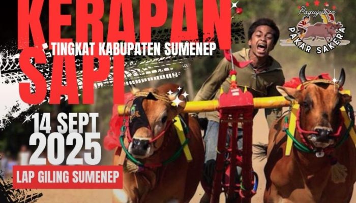48 Pasang Sapi Siap Adu Cepat di Karapan Sapi Rebut Piala Bupati Sumenep