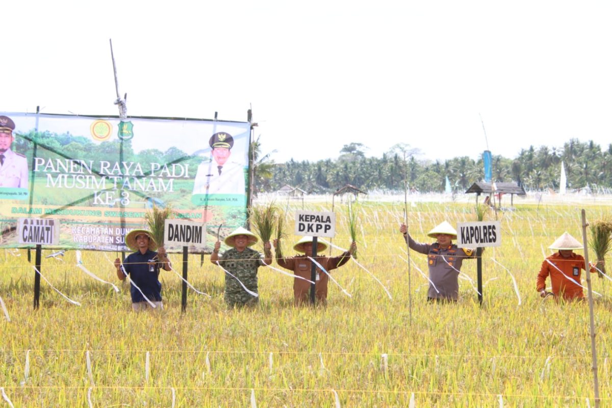 SEMANGAT: Kepala DKPP Sumenep, Chainur Rasyid, saat melakukan panen raya padi (SandiGT - Seputar Jatim)
