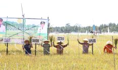 Panen Raya MT-3 di Bunpenang, Jadi Bukti Transformasi Pertanian Sumenep Menuju Kemandirian Pangan