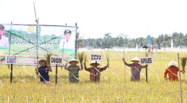 SEMANGAT: Kepala DKPP Sumenep, Chainur Rasyid, saat melakukan panen raya padi (SandiGT - Seputar Jatim) 