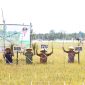 SEMANGAT: Kepala DKPP Sumenep, Chainur Rasyid, saat melakukan panen raya padi (SandiGT - Seputar Jatim) 
