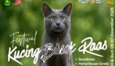 Flayer Festival Kucing Busok Raas 2025 (Foto Istimewa)