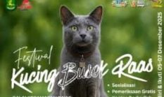 Festival Kucing Busok Raas 2025: Ajang Konservasi Ras Langka yang Jadi Magnet Wisata