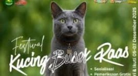 Flayer Festival Kucing Busok Raas 2025 (Foto Istimewa)