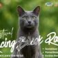 Flayer Festival Kucing Busok Raas 2025 (Foto Istimewa)