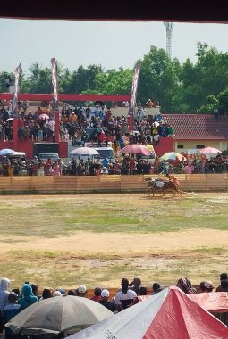 Puluhan Pasang Sapi Kerap Meriahkan HUT Perdana DRT di Lapangan Giling Sumenep