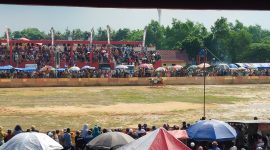 TEMPUR: Sepasang sapi karapan memeriahkan peringatan Hari Ulang Tahun (HUT) pertama DRT di Lapangan Giling Sumenep (SandGT - Seputar Jatim)