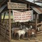 ILUSTRASI: Kondisi kandang ternak kambing milik BUMDes Meddelan. Dari anggaran Dana Desa yang diduga mencapai ratusan juta rupiah, di lokasi hanya ditemukan 16 ekor kambing (Doc. Seputar Jatim)