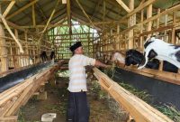 MEMBERI PAKAN: Usaha ternak kambing yang bersumber dari Dana Desa atau DD (Doc. Seputar Jatim)
