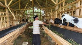 MEMBERI PAKAN: Usaha ternak kambing yang bersumber dari Dana Desa atau DD (Doc. Seputar Jatim)