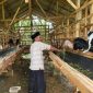 MEMBERI PAKAN: Usaha ternak kambing yang bersumber dari Dana Desa atau DD (Doc. Seputar Jatim)