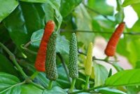 HIJAU: Cabe Jamu masuk Inventarisasi Indikasi Geografis (Foto Istimew)