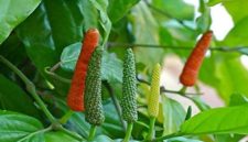 HIJAU: Cabe Jamu masuk Inventarisasi Indikasi Geografis (Foto Istimew)