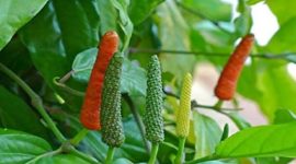 HIJAU: Cabe Jamu masuk Inventarisasi Indikasi Geografis (Foto Istimew)