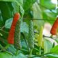 HIJAU: Cabe Jamu masuk Inventarisasi Indikasi Geografis (Foto Istimew)