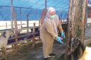 PENGAWASAN: Petugas DKPP Sumenep melakukan pemeriksaan kesehatan hewan kurban di sejumlah titik penjualan (Doc. Seputar Jatim)