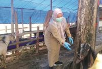 PENGAWASAN: Petugas DKPP Sumenep melakukan pemeriksaan kesehatan hewan kurban di sejumlah titik penjualan (Doc. Seputar Jatim)