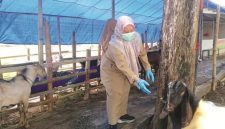 PENGAWASAN: Petugas DKPP Sumenep melakukan pemeriksaan kesehatan hewan kurban di sejumlah titik penjualan (Doc. Seputar Jatim)
