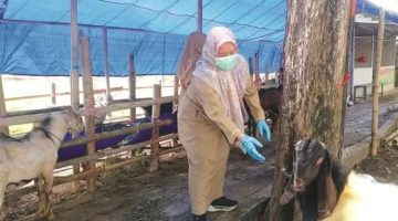 PENGAWASAN: Petugas DKPP Sumenep melakukan pemeriksaan kesehatan hewan kurban di sejumlah titik penjualan (Doc. Seputar Jatim)