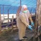 PENGAWASAN: Petugas DKPP Sumenep melakukan pemeriksaan kesehatan hewan kurban di sejumlah titik penjualan (Doc. Seputar Jatim)