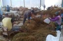 SEMANGAT: Pekerja sedang merapikan tembakau di gudang (Doc. Seputar Jatim)