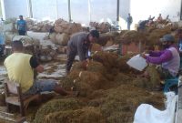SEMANGAT: Pekerja sedang merapikan tembakau di gudang (Doc. Seputar Jatim)