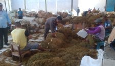 SEMANGAT: Pekerja sedang merapikan tembakau di gudang (Doc. Seputar Jatim)