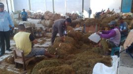 SEMANGAT: Pekerja sedang merapikan tembakau di gudang (Doc. Seputar Jatim)