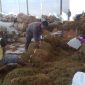SEMANGAT: Pekerja sedang merapikan tembakau di gudang (Doc. Seputar Jatim)