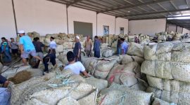 BERKUMPUL: Petani sedang menjual tembakau di salah satu gudang perusahaan rokok lokal di Sumenep (Doc. Seputar Jatim)
