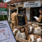 ILUSTRASI: Tim auditor Inspektorat melakukan pemeriksaan terkait dugaan penyimpangan pengadaan kambing yang bersumber dari Dana Desa (DD) di Desa Meddelan, Kecamatan Lenteng, Kabupaten Sumenep (Doc. Seputar Jatim)
