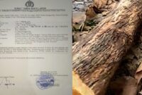 GRID: Bukti laporan terkait pohon jati aset Pemerintah Desa Nonggunong, yang diduga ditebang tanpa izin (Doc. Seputar Jatim)