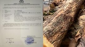 GRID: Bukti laporan terkait pohon jati aset Pemerintah Desa Nonggunong, yang diduga ditebang tanpa izin (Doc. Seputar Jatim)