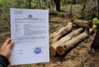 ILUSTRASI:
Sejumlah batang kayu jati yang telah ditebang ditemukan di kawasan hutan Desa Nonggunong, Kecamatan Nonggunong, Sumenep (Dok. Seputar Jatim)