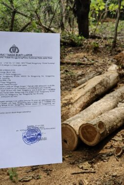 Tiga Tersangka Dugaan Pencurian Kayu di Nonggunong Belum Ditahan Polisi