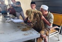 MENCIUM: Pengusaha Rokok, Aba H. Mu’min saat mengecek tembakau di gudang Desa Daramista, Kecamatan Lenteng, Kabupaten Sumenep (Dok. Seputar Jatim)
