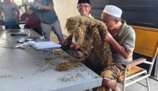 MENCIUM: Pengusaha Rokok, Aba H. Mu’min saat mengecek tembakau di gudang Desa Daramista, Kecamatan Lenteng, Kabupaten Sumenep (Dok. Seputar Jatim)