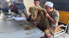 MENCIUM: Pengusaha Rokok, Aba H. Mu’min saat mengecek tembakau di gudang Desa Daramista, Kecamatan Lenteng, Kabupaten Sumenep (Dok. Seputar Jatim)