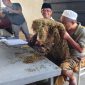 MENCIUM: Pengusaha Rokok, Aba H. Mu’min saat mengecek tembakau di gudang Desa Daramista, Kecamatan Lenteng, Kabupaten Sumenep (Dok. Seputar Jatim)