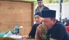 MENCIUM: Owner Haswal Group, Gufron, saat memeriksa kualitas tembakau hasil panen petani dalam pembelian perdana di gudang utama Haswal Group, Takong, Kecamatan Lenteng, Sumenep (Dok. Seputar Jatim)